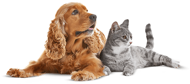 https://dev.bohoandbarkpetgrooming.com/wp-content/uploads/2019/08/cat_dog-1.png
