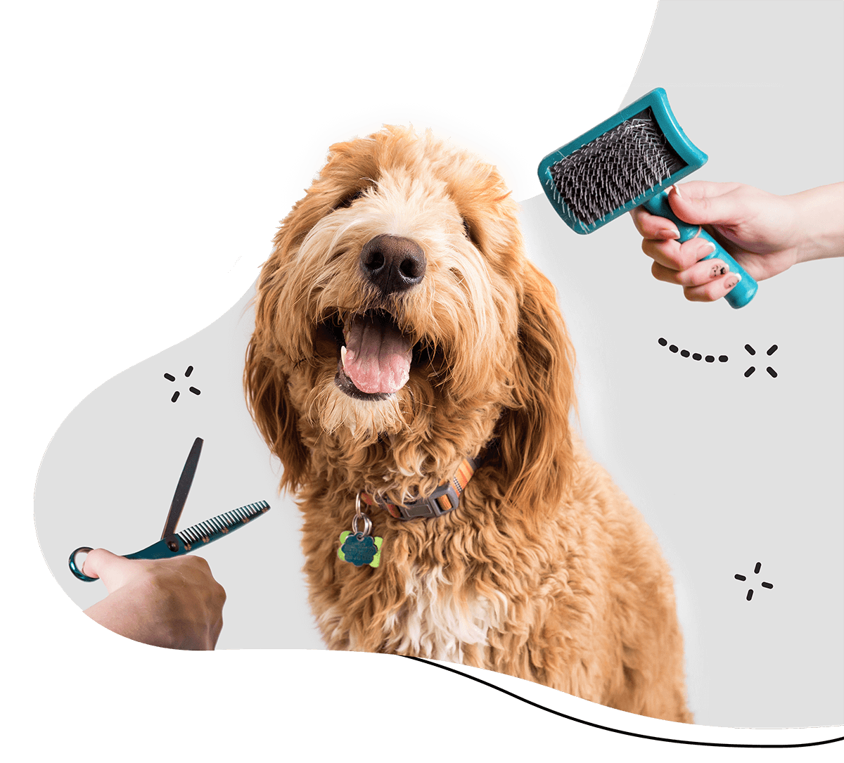 Pawsitive https://dev.bohoandbarkpetgrooming.com/wp-content/uploads/2019/08/hero_home_3-1.png