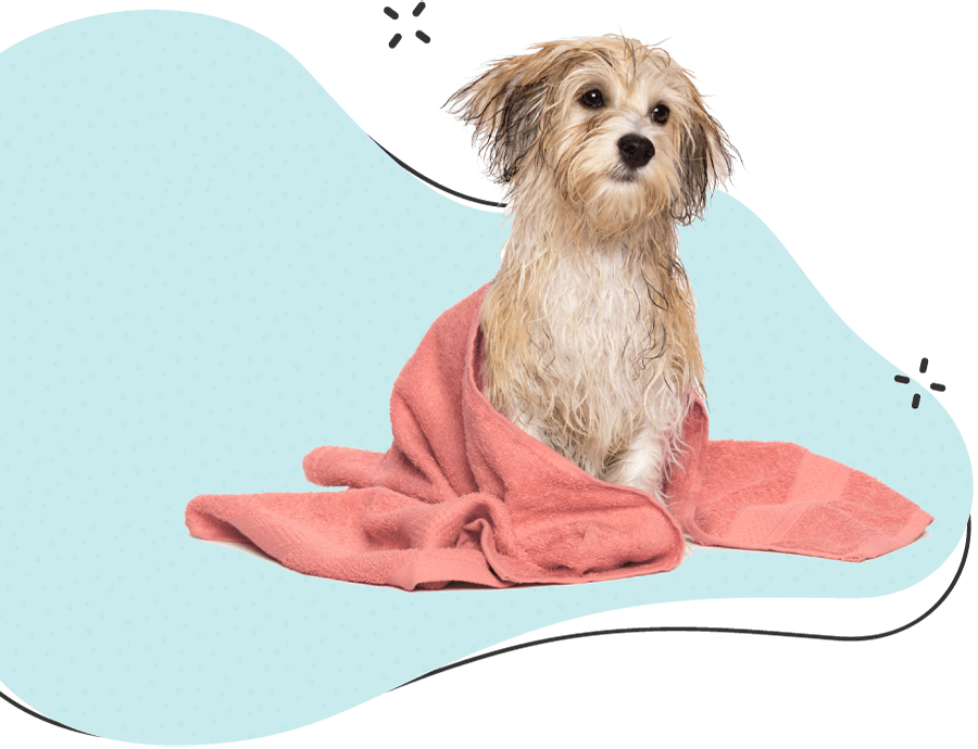 https://dev.bohoandbarkpetgrooming.com/wp-content/uploads/2019/08/hero_image_12-1.png