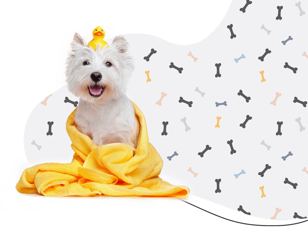 https://dev.bohoandbarkpetgrooming.com/wp-content/uploads/2019/08/hero_prices-1.png