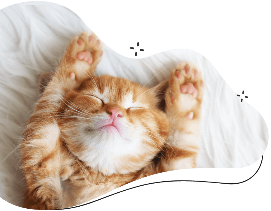 https://dev.bohoandbarkpetgrooming.com/wp-content/uploads/2019/08/inner_cat-1.png