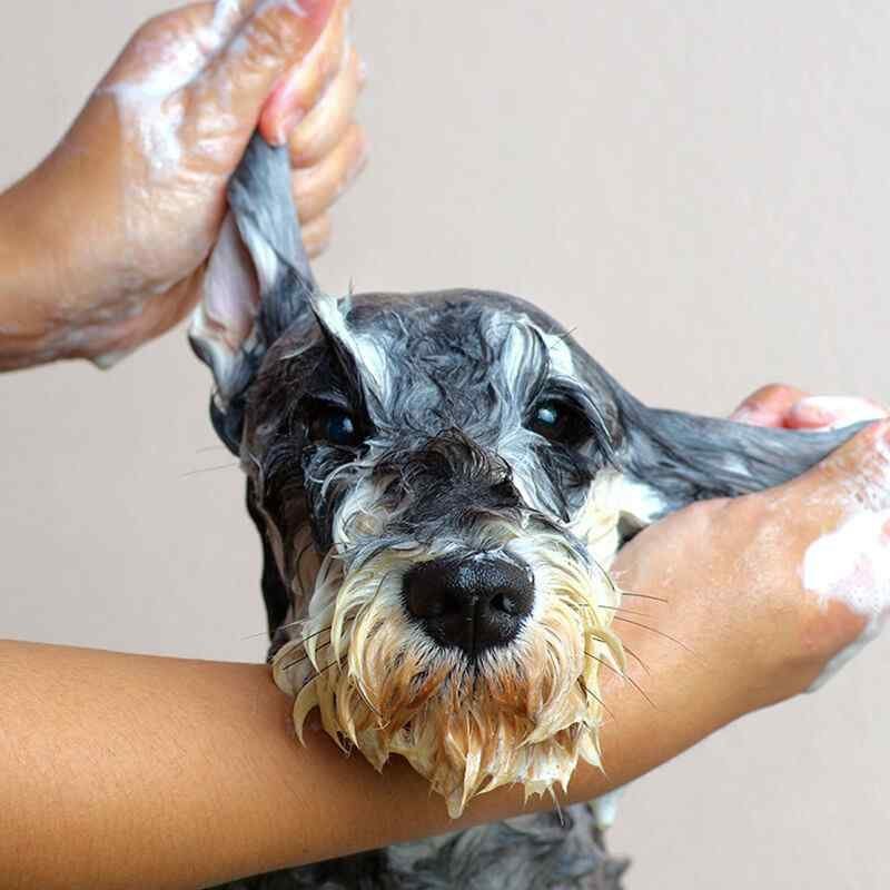 https://dev.bohoandbarkpetgrooming.com/wp-content/uploads/2019/08/inner_gallery_01-1.jpg