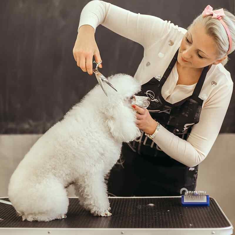 https://dev.bohoandbarkpetgrooming.com/wp-content/uploads/2019/08/inner_gallery_03-1.jpg