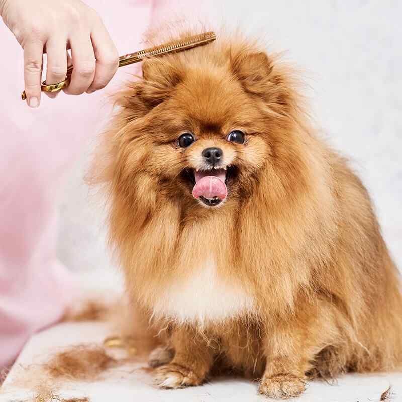 https://dev.bohoandbarkpetgrooming.com/wp-content/uploads/2019/08/inner_gallery_07-1.jpg