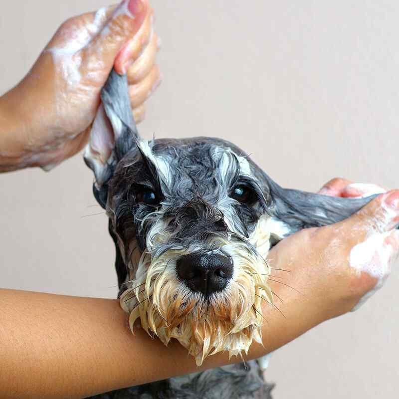 https://dev.bohoandbarkpetgrooming.com/wp-content/uploads/2019/08/inner_image_02-1.jpg