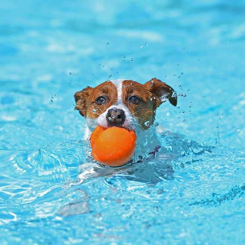 https://dev.bohoandbarkpetgrooming.com/wp-content/uploads/2019/08/inner_image_03-1.jpg