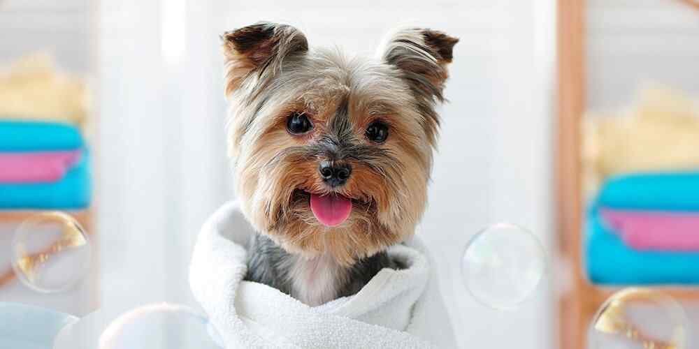 https://dev.bohoandbarkpetgrooming.com/wp-content/uploads/2019/08/inner_image_maps-1.jpg