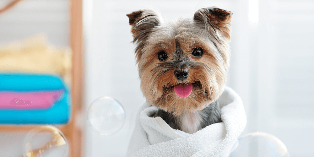 https://dev.bohoandbarkpetgrooming.com/wp-content/uploads/2019/08/inner_image_maps_02-1.png