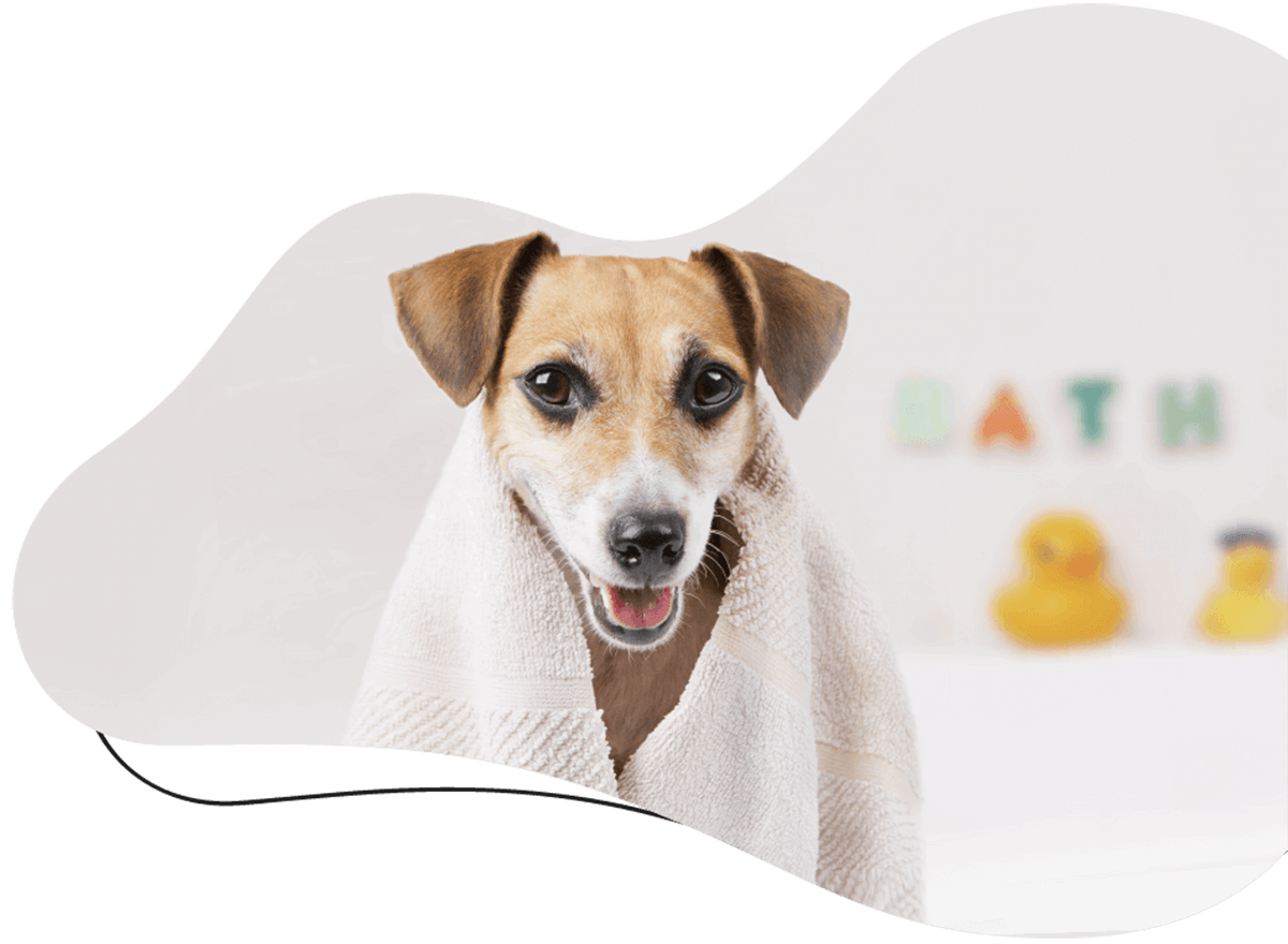 https://dev.bohoandbarkpetgrooming.com/wp-content/uploads/2026/05/hero_image_01.png