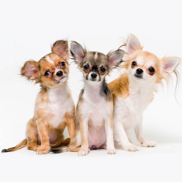 https://dev.bohoandbarkpetgrooming.com/wp-content/uploads/2026/05/inner_gallery_02-600x600-1.jpg