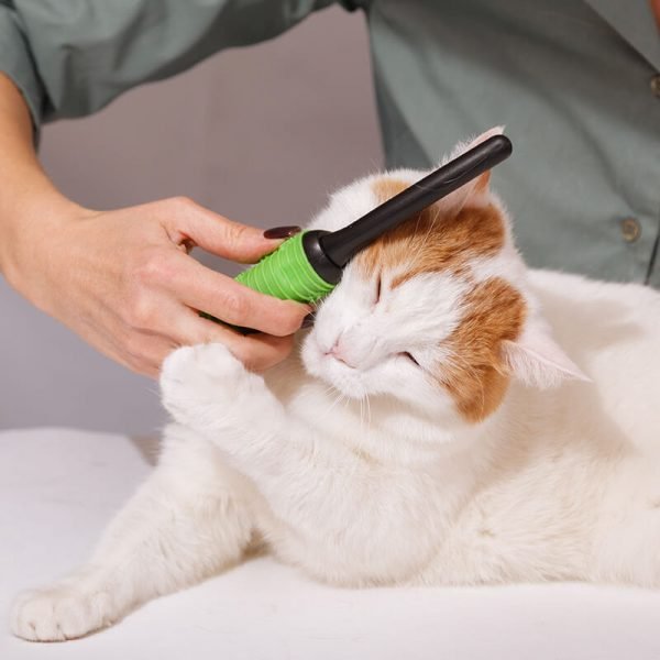 https://dev.bohoandbarkpetgrooming.com/wp-content/uploads/2026/05/inner_gallery_04-600x600-1.jpg