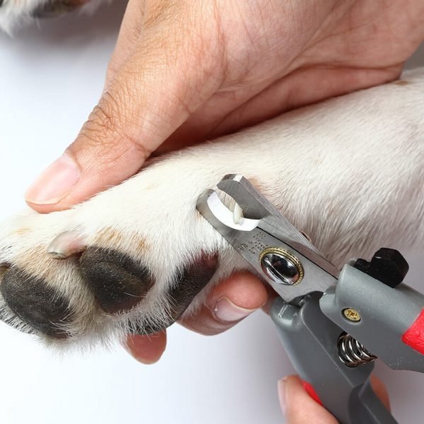 https://dev.bohoandbarkpetgrooming.com/wp-content/uploads/2026/05/inner_gallery_08-600x600-1.jpg