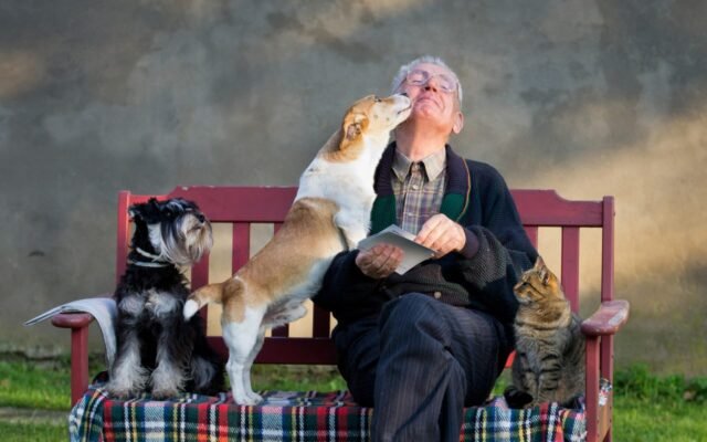 Prepare Holiday Boarding for Your Pet