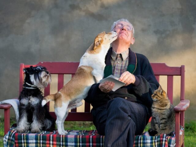 Prepare Holiday Boarding for Your Pet